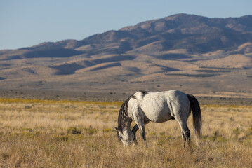 Wild Horse in Autumn in the Utah Desert