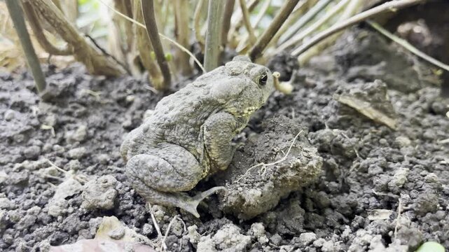 Close-up of an American toad  - Gros plan sur un crapaud d'am&eacute;rique 