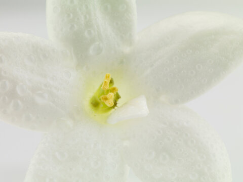 Studio image of flowering Jasmin flower (Jasminum Polyanthum).