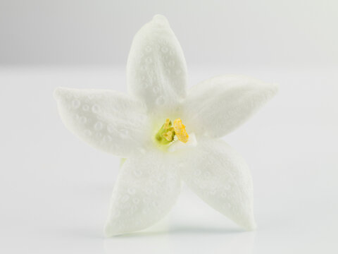 Pink Jasmine