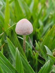 Mushroom in the Grass