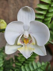 White Orchid in Detail