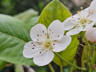 White Pear Blossom in Detail