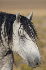 Wild Horse in Autumn in the Utah Desert