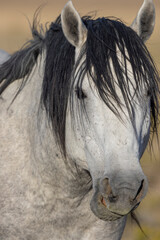 Wild Horse in Autumn in the Utah Desert