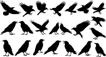 Collection of raven silhouettes in various poses on white background