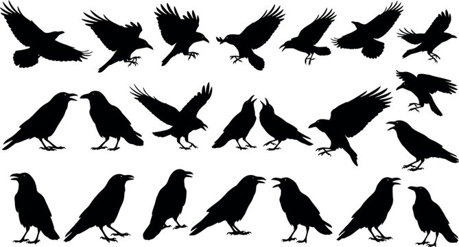 Collection of raven silhouettes in various poses on white background