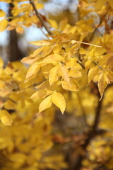 autumn