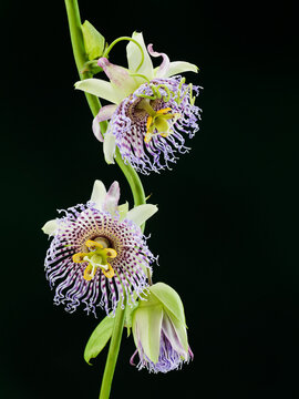 Studio image of a blooming Passion Flower (Passiflora cerulean).