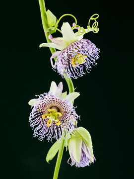 Studio image of a blooming Passion Flower (Passiflora cerulean).