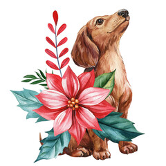 Dachshund dog with red poinsettia flower and green winter foliage in festive winter watercolor illustration