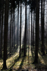 dark misty forest panorama fantasy halloween landscape