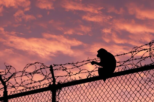 Dark Silhouette of a Monkey Perched on a Barbed Wire Fence Against a Sunset Sky
