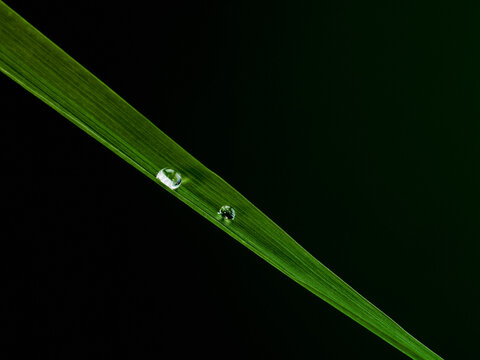 Still life of grass palm leaf