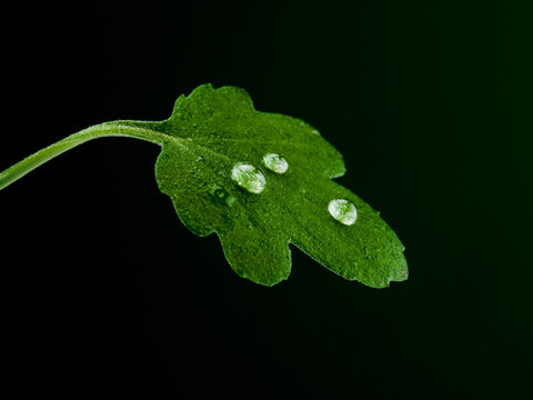 Still life of a mallow leaf