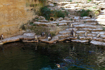 Fototapeta premium Bioparc de Doué-la-Fontaine