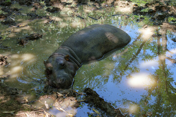 Bioparc de Doué-la-Fontaine