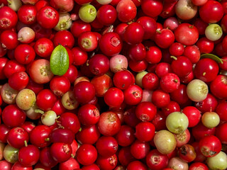 Red bilberries after being picked from bushes in the forest, before being cleaned - as a background