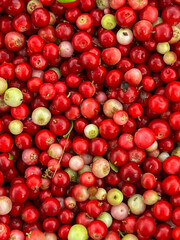 Red bilberries after being picked from bushes in the forest, before being cleaned - as a background