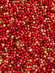 Red bilberries after being picked from bushes in the forest, before being cleaned - as a background