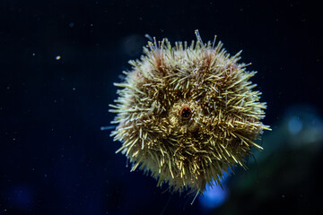 Sea urchin in ocean depth. Underwater symmetry.
