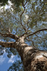 Fototapeta premium Copaiba Tree: A Guardian of Nature Amidst the Lush Green Forests Under the Sky