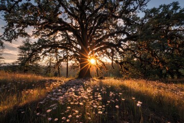 Obraz premium Golden Sunrise Illuminating an Oregon White Oak at Kingston Prairie Nature Preserve with a Shooting Star