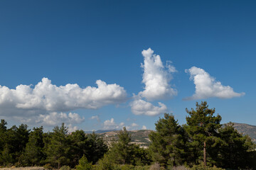 Obraz premium Sunny skies, lush green pine trees, and large, puffy white clouds. Nature, fresh air, and scenery.