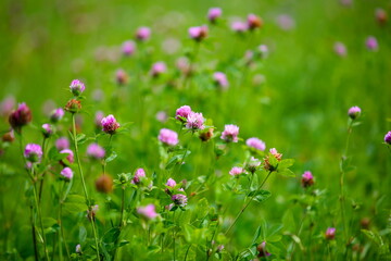 Red clover meadow
