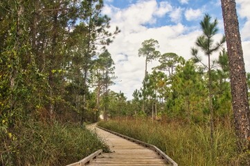 Late Autumn landscape of a boardwalk along a nature trail at Gulf State Park in Gulf Shores, Alabama.