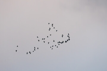 Large flock of migratory wild geese flying in formation against a pale grey sky during seasonal migration in Estonia