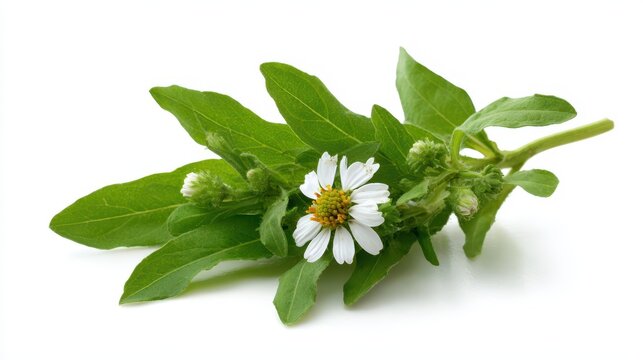 Eclipta Alba: Bhringraj Herb, A Jewel of Ayurvedic Medicine, Showcasing Its Benefits Against a Clean White Background