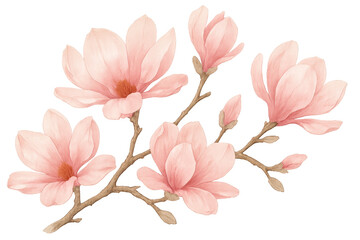 Obraz premium Pink magnolia flowers on a branch with watercolor painting style illustrating spring bloom and botanical beauty with transparent background
