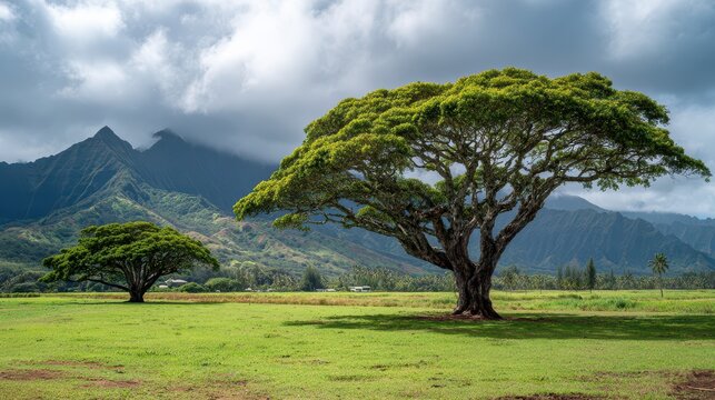 Koa Trees Flourishing on Lush Farmland in Kauai, Hawaii &acirc;&euro;&ldquo; A Common Endemic Species of the Pacific Islands
