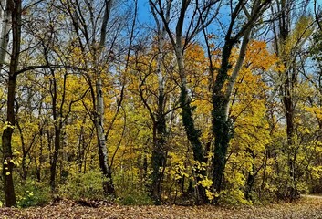 Fototapeta premium Colorful autumn forest with tall trees and fallen leaves 