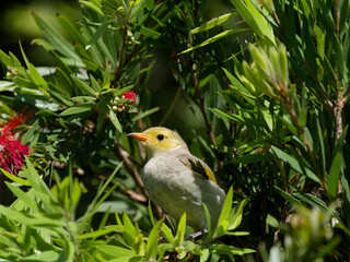 White-plumed Honeyeater (Ptilotula penicillata) in flowering Callistemon.