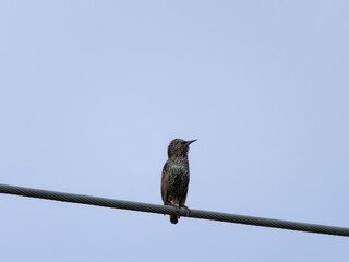 European or Common Starling (Sturnus vulgaris) perched on a powerline with a clear blue sky background at Maitland New South Wales Australia