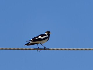 Magpie-lark (Grallina cyanoleuca) perched on a power line with a clear blue sky background.