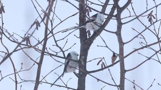 Several Long-tailed tits feeding on some branches during a cold winter day in Estonia, Northern Europe