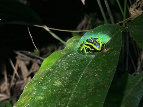 Small brightly colored rainforest frog resting on a dark green tropical leaf. Flashlight lighting enhances the vivid neon green and blue markings, highlighting natural patterns and textures in a noctu - Powered by Adobe