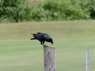 Australian Raven or Crow (Corvus coronoides) perched on a fence post feeding on a pink flower at Maitland New South Wales Australia
