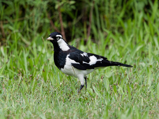 Obraz premium Magpie Lark (Grallina cyanoleuca) walking on lush green grass