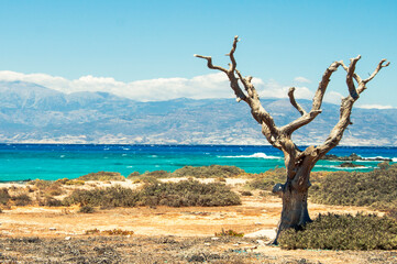 lonely tree on the beach