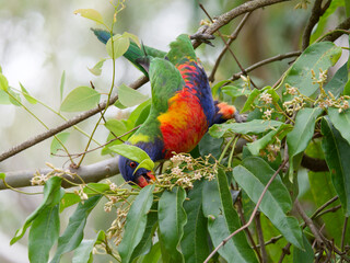 Rainbow Lorikeet (Trichoglossus moluccanus)feeding on a leafy green, white flowering tree at Seaham New South Wales Australia