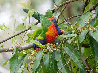 Rainbow Lorikeet (Trichoglossus moluccanus)feeding on a leafy green, white flowering tree at Seaham New South Wales Australia
