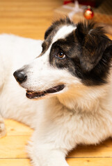 portrait of a cute border collie