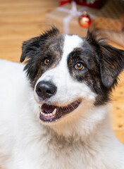 portrait of a cute border collie