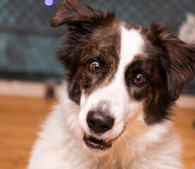 portrait of a cute border collie