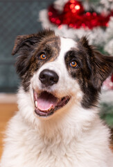 portrait of a cute border collie