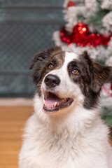 portrait of a cute border collie
